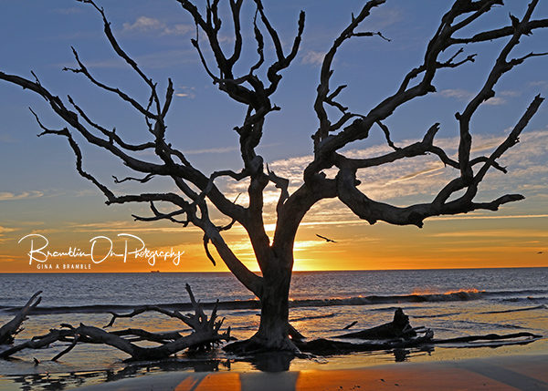 Driftwood Beach Sunrise Tree print for sale.