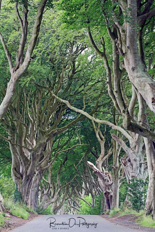 The Dark Hedges print for sale.
