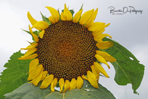Good Hope, Ga sunflower print for sale.