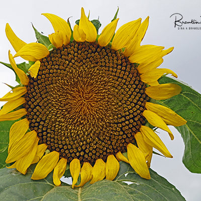 Good Hope, Ga sunflower print for sale.