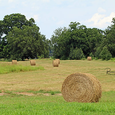 Hay Field photo for sale.