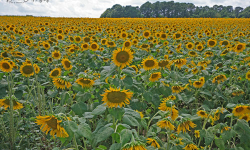 Field of Sunflowers print for sale.