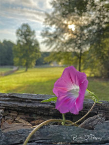 Morning Glory print for sale